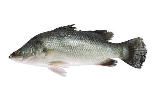 Fish Sea Bass